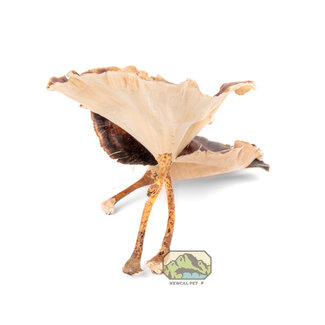 NewCal NewCal Golden Mushrooms 4 Pack NewCal NewCal Golden Mushrooms 4 Pack