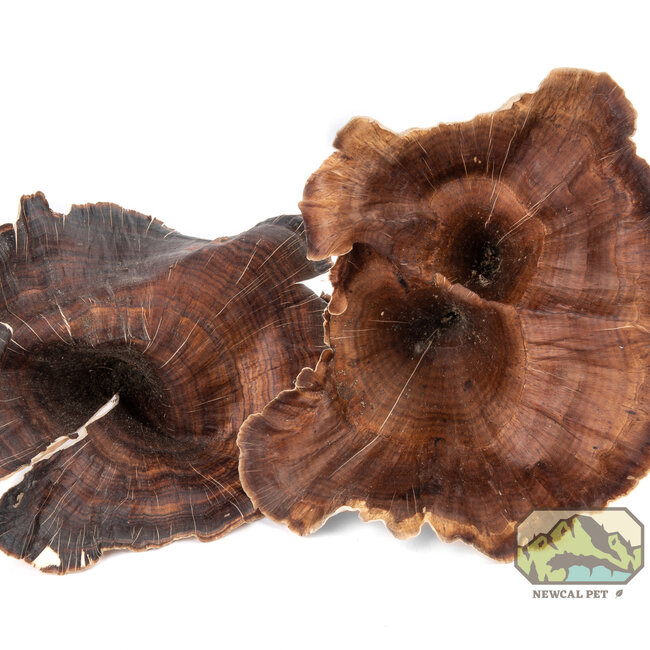 NewCal Golden Mushrooms 4 Pack