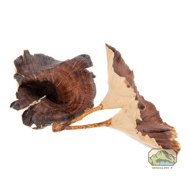 NewCal NewCal Golden Mushrooms 4 Pack