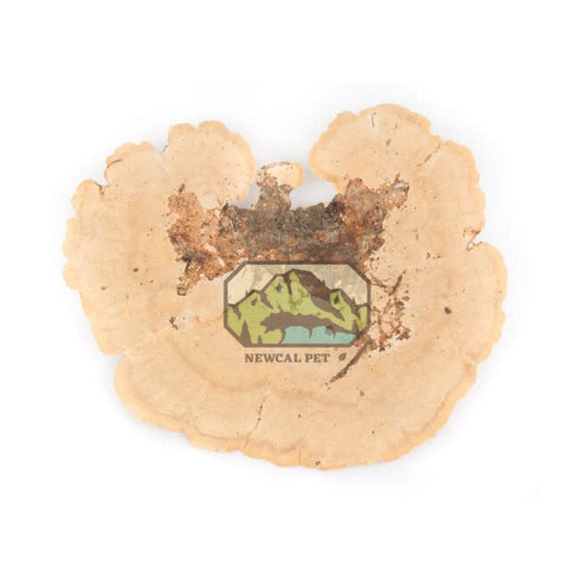 NewCal Sponge Mushroom 2 Pack