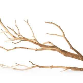 Staghorn, Manzanita Branch 19" - 24" Staghorn, Manzanita Branch 19" - 24"