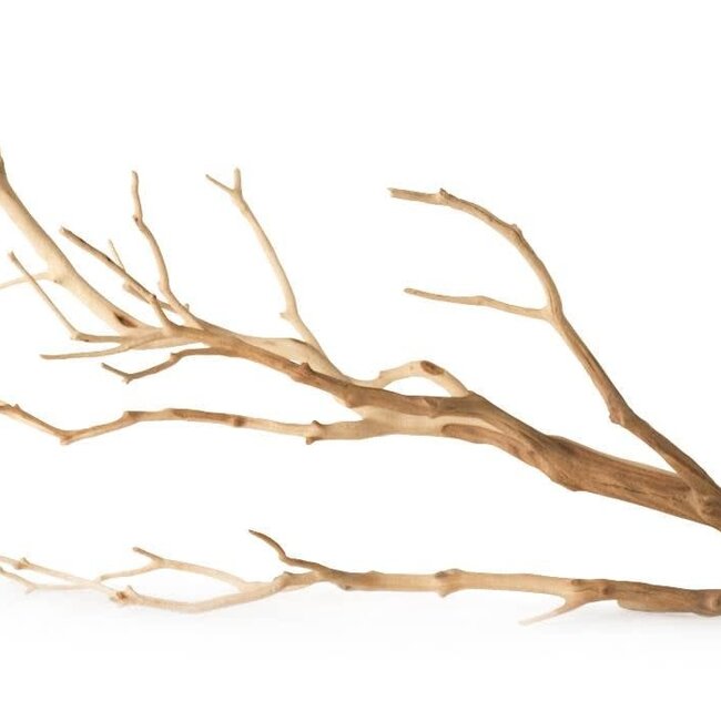 Staghorn, Manzanita Branch 19" - 24"