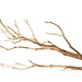 Staghorn, Manzanita Branch 19" - 24"