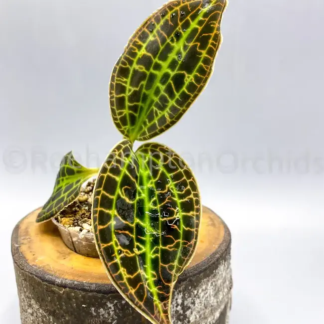Macodes sanderiana Jewel Orchid