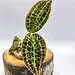 Macodes sanderiana Jewel Orchid