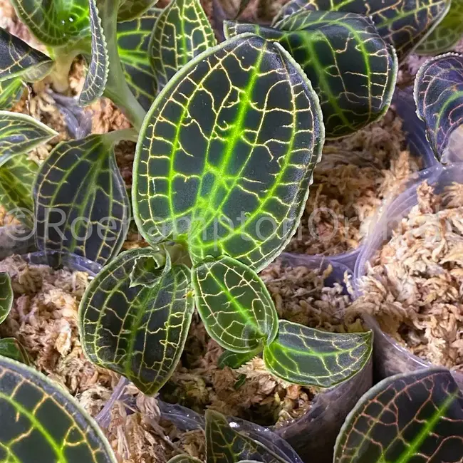 Macodes sanderiana Jewel Orchid