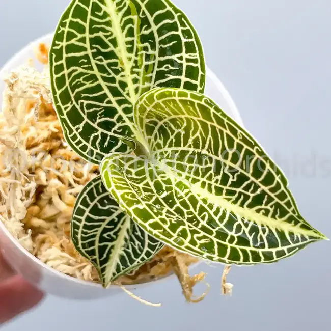 Anct. siamensis 'Emerald City' Jewel Orchid