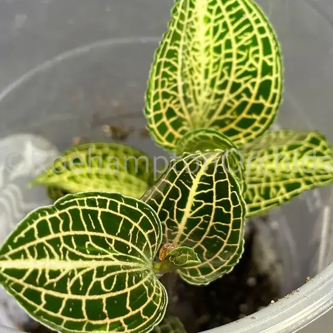 Anct. siamensis 'Emerald City' Jewel Orchid