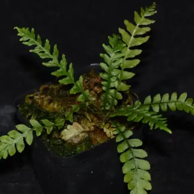 Live Plant Asplenium aff. 'Tarapoto'