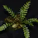 Live Plant Asplenium aff. 'Tarapoto'