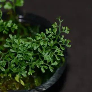 Asplenium sp. "Tingo"