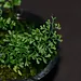 Asplenium sp. "Tingo"