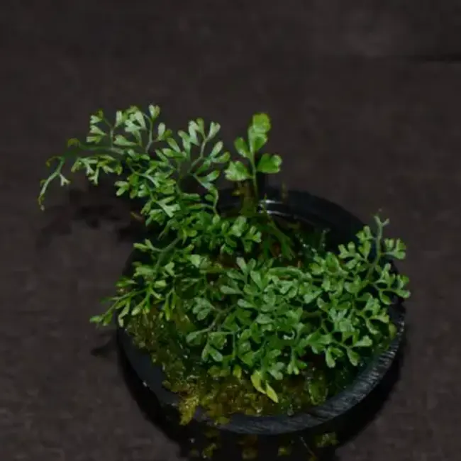 Asplenium sp. "Tingo"