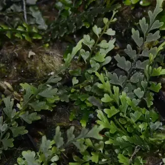 Live Plant Asplenium aff. holoplebium "Santana"