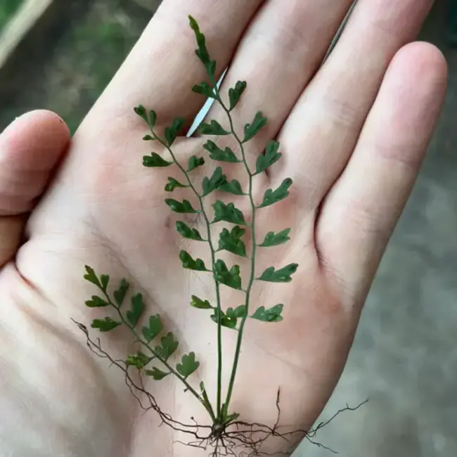 Live Plant Asplenium aff. holoplebium "Santana"