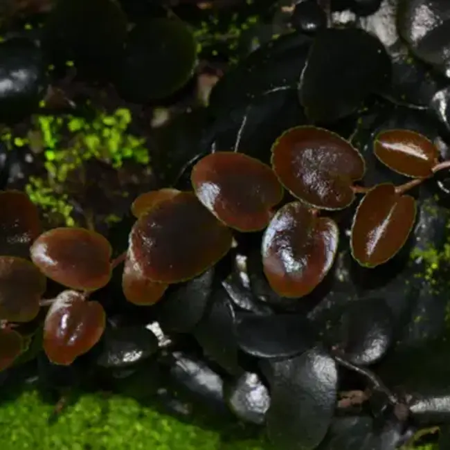 Live Plant Marcgravia sp. "Burgundy/Brown"