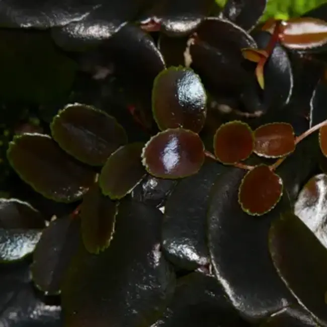 Live Plant Marcgravia sp. "Burgundy/Brown"