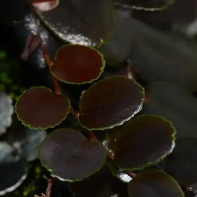 Live Plant Marcgravia sp. "Burgundy/Brown"