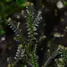 Selaginella sp. "Tarapoto Dark"