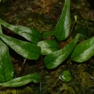 Microgramma aff. reptans "Peru"