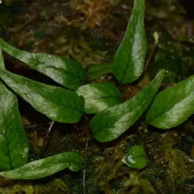 Live Plant Microgramma aff. reptans "Peru"