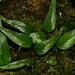 Live Plant Microgramma aff. reptans "Peru"