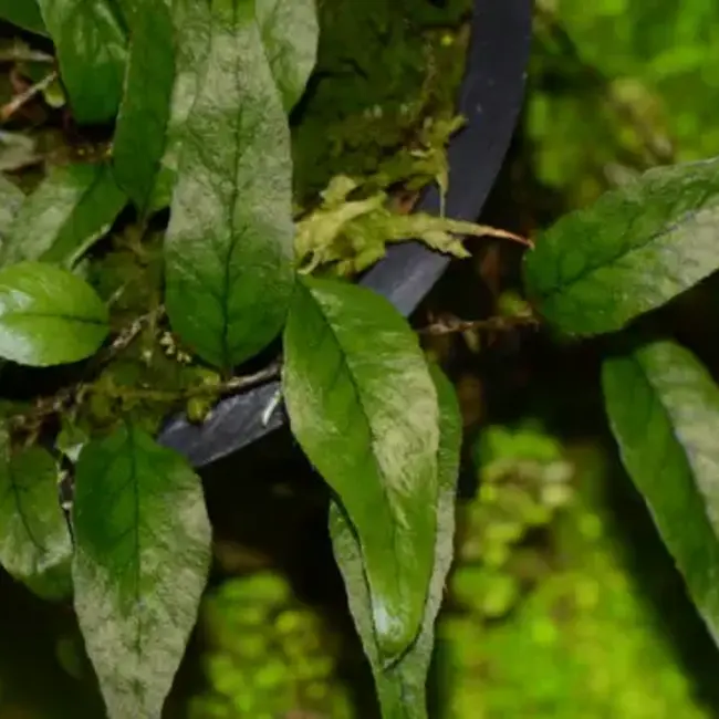 Live Plant Microgramma aff. reptans "Peru"