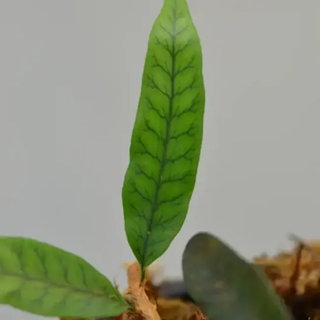 Live Plant Microgramma sp. "White sands"