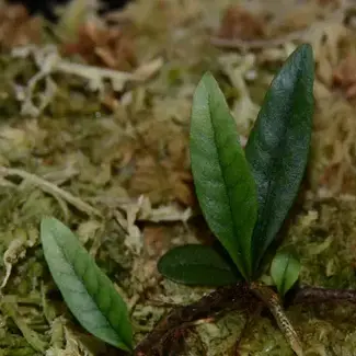 Live Plant Microgramma sp. "White sands"