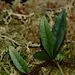Microgramma sp. "White sands"