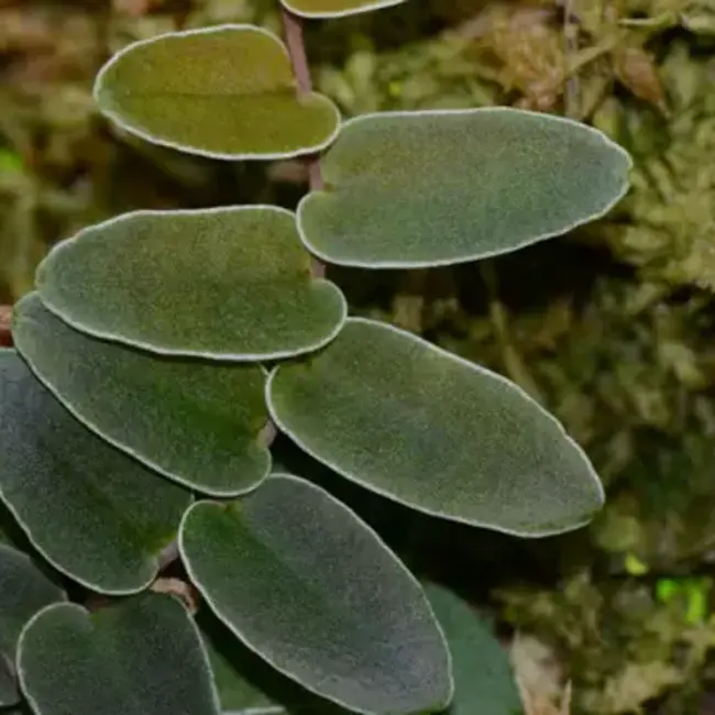 Live Plant Marcgravia sp. "White Margin Colombia"