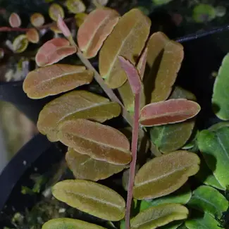 Live Plant Marcgravia sp "Salmon"