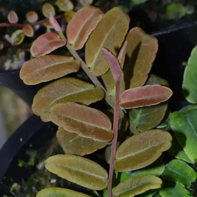 Live Plant Marcgravia sp "Salmon"