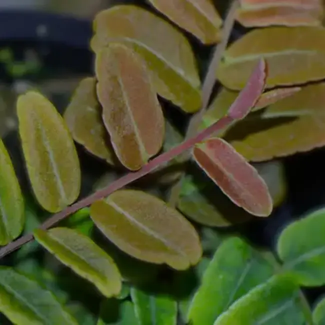 Live Plant Marcgravia sp "Salmon"