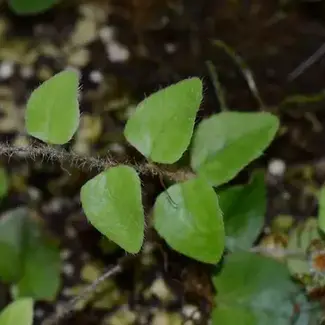 Live Plant Microgramma aff. tecta "Ucayalli Peru"