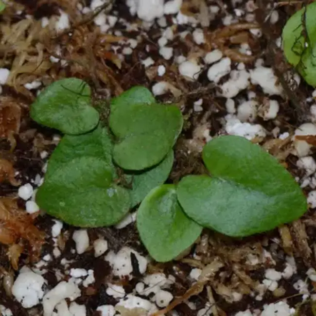 Live Plant Microgramma aff. tecta "Ucayalli Peru"
