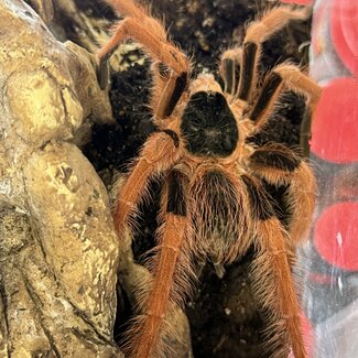 Megaphobema robustum Male 6", Colombian Giant Redleg Tarantula