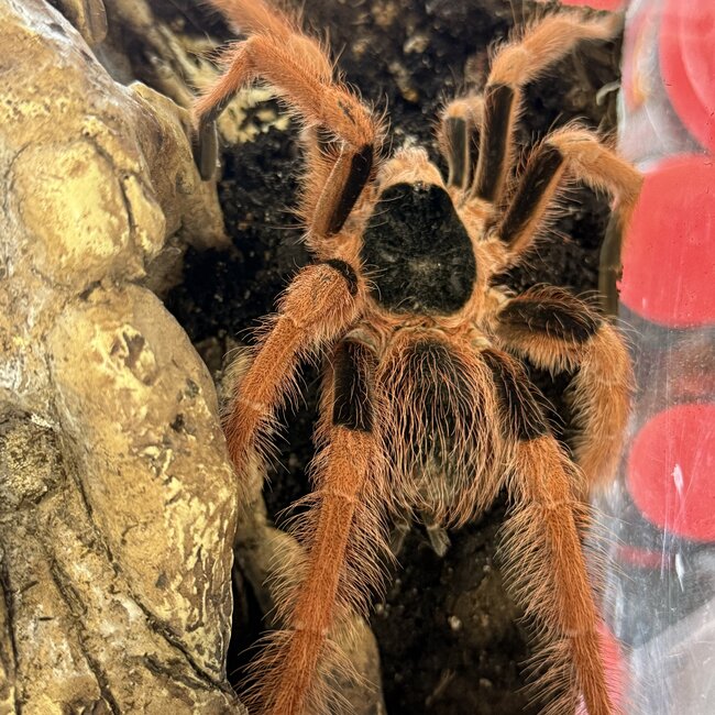 Megaphobema robustum Male 6", Colombian Giant Redleg Tarantula