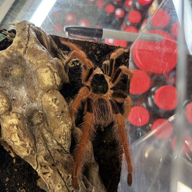 Megaphobema robustum Male 6", Colombian Giant Redleg Tarantula