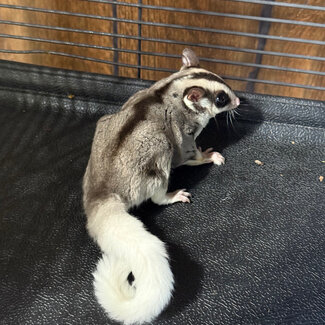 Mosaic Ringtail Sugar Glider Male BONDED WITH OTHER MOSAIC