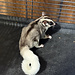 Mosaic Ringtail Sugar Glider Male BONDED WITH OTHER MOSAIC
