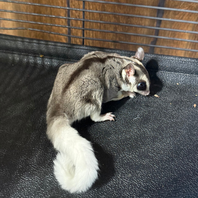 Mosaic Ringtail Sugar Glider Male BONDED WITH OTHER MOSAIC