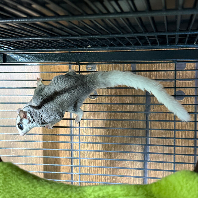Mosaic Ringtail Sugar Glider Male BONDED WITH OTHER MOSAIC