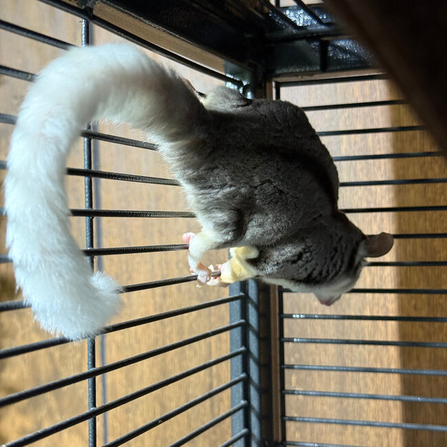 Mosaic Ringtail Sugar Glider Male BONDED WITH OTHER MOSAIC