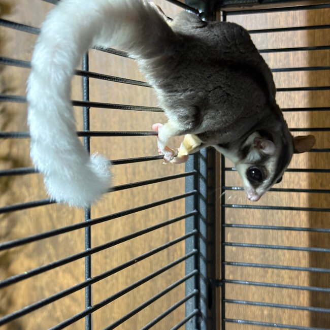 Mosaic Ringtail Sugar Glider Male BONDED WITH OTHER MOSAIC