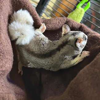 Mosaic Ringtail Sugar Glider Male BONDED WITH OTHER MOSAIC