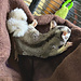 Mosaic Ringtail Sugar Glider Male BONDED WITH OTHER MOSAIC