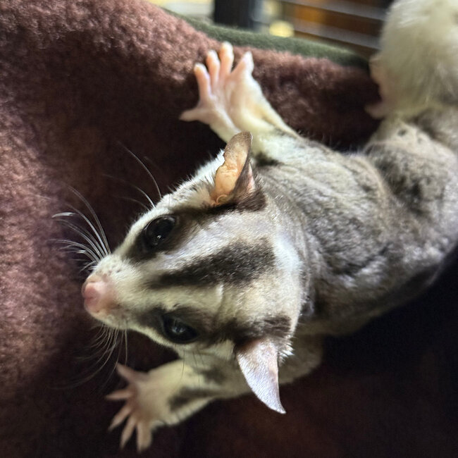 Mosaic Ringtail Sugar Glider Male BONDED WITH OTHER MOSAIC