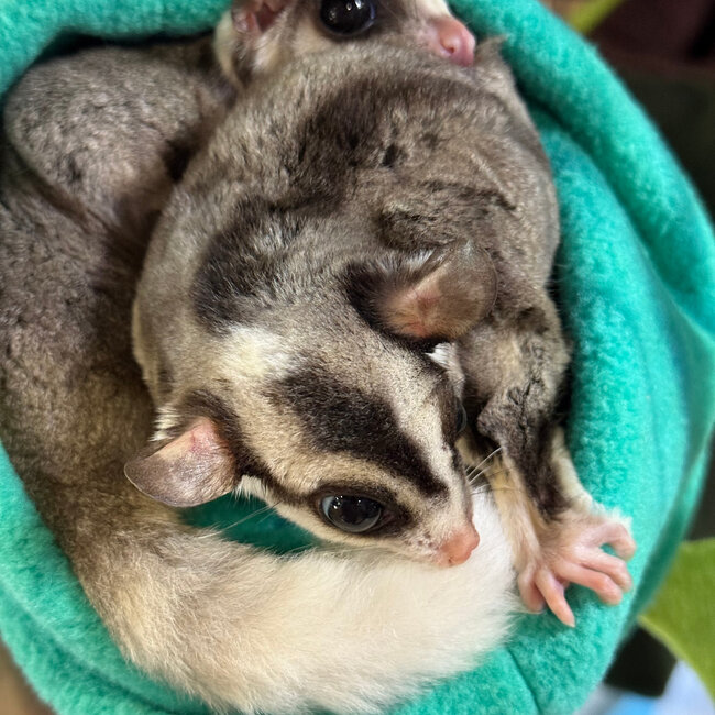 Mosaic Ringtail Sugar Glider Male BONDED WITH OTHER MOSAIC