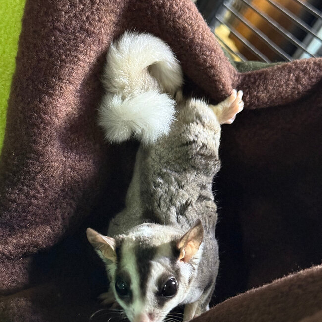 Mosaic Ringtail Sugar Glider Male BONDED WITH OTHER MOSAIC